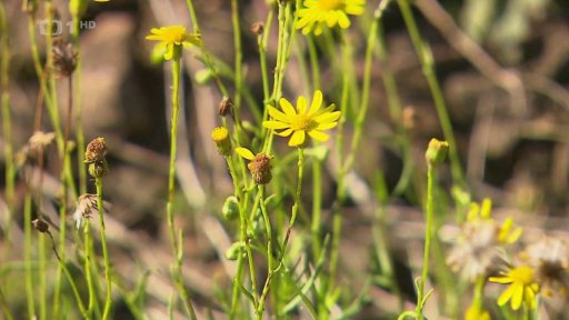 Miliardové škody kvůli invazním druhům
