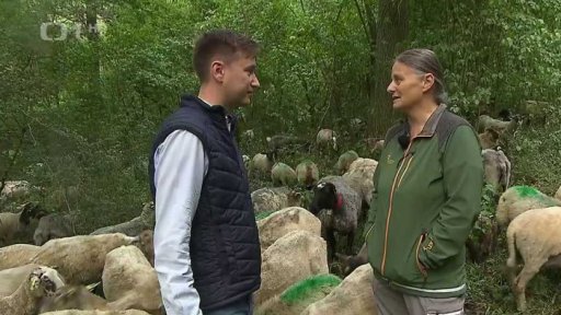 Pastva ovcí v lese na podporu biodiverzity