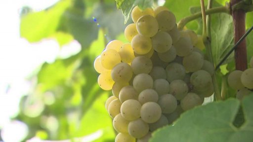 Změna pro vinaře vlivem zmšny klimaty