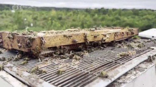 3D model včelího hnízda