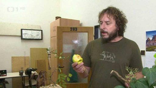 Výzkum sršně asijské chycené v Česku