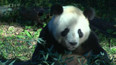 Návrat pand z USA do Číny