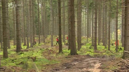 Odlov přemnožených divokých prasat