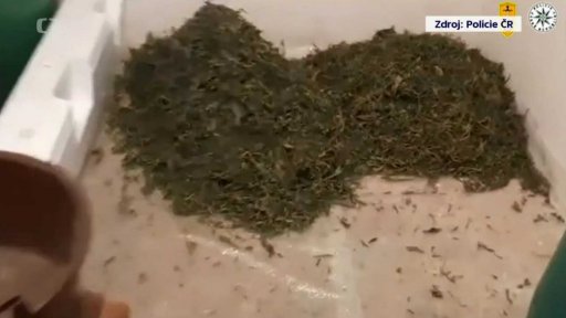 Trest za pěstování konopí