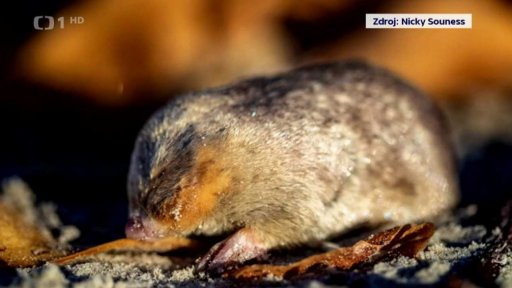 Objev vzácného savce