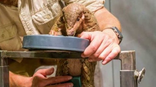 V Praze se narodilo mládě luskouna