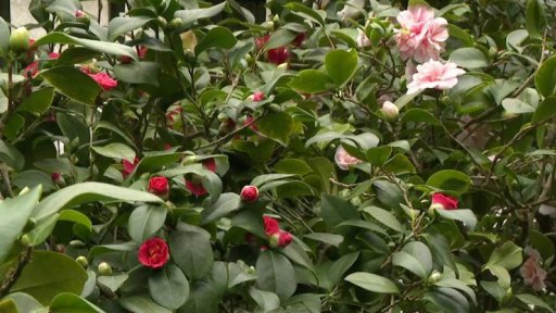 Pozvánka: otevření skleníků rájeckého zámku