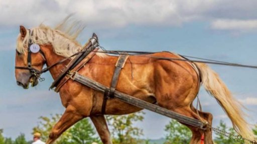 Pozvánka: lesní soutěž tažných koní v Brdech