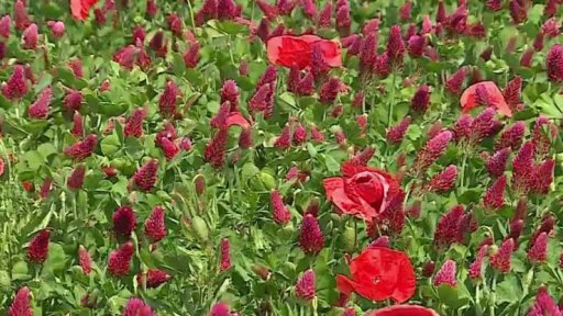 Kvetoucí jetel pomáhá vyživit pole