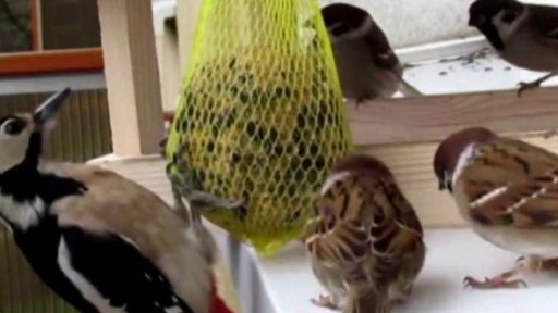 Vědci budou zkoumat zvířecí zvuky