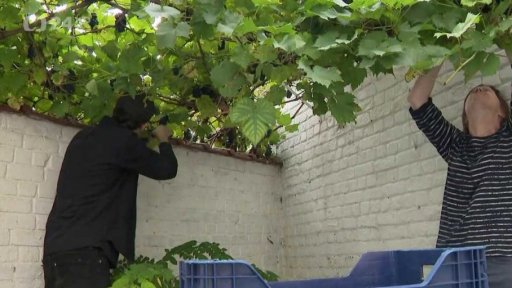 Nepříliš typická vinobraní