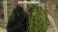 Gorilí samec Richard žije v pražské zoo 20 let