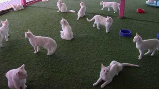 Studie: kočky ohrožují tisíce druhů