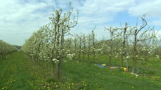 Problémy českých pěstitelů jablek