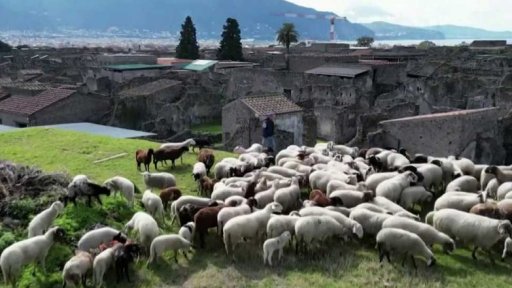 Ovce pomáhají s údržbou Pompejí