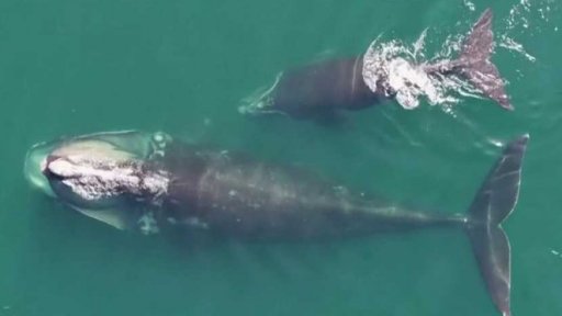 Snaha o záchranu ohrožených velryb v Atlantiku
