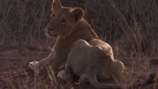 Keňští lvi v ohrožení + rozhovor s P. Rabasem