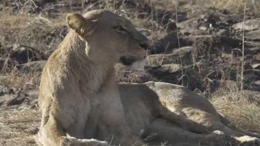Lvi umírají i kvůli změně klimatu + rozhovor s P. Rabasem