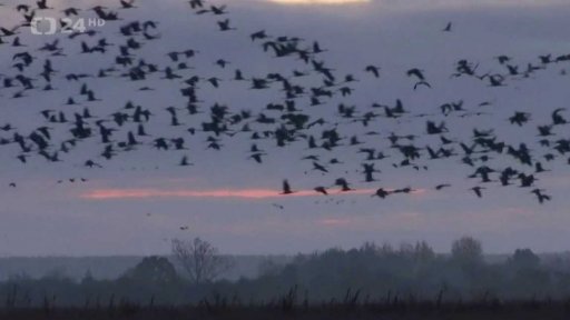 Stěhovaví ptáci zůstávají kvůli teplu v Evropě