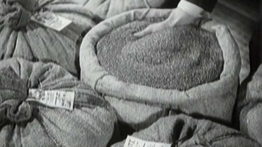 Výzkum čistoty a klíčivosti lnu (1953)