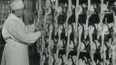 Zpracování drůbežího masa (1961)