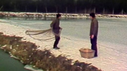 Kapři z druhých největších sádek v republice (1983)