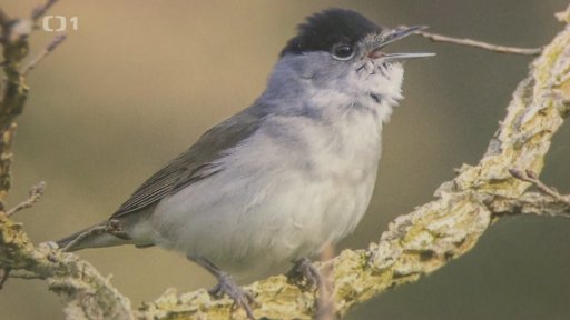 Česká společnost ornitologická