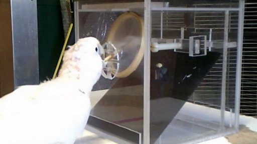 Používání nástrojů u zvířat