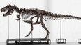 Dražba kostry Tyrannosaura rexe