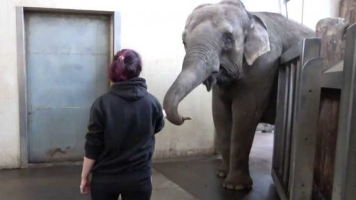 Slonice, která umí oloupat banán chobotem