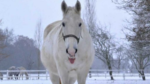 V pololetí koně letí!