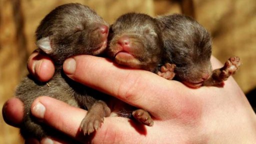 Masopustní hostina v Zooparku Zájezd