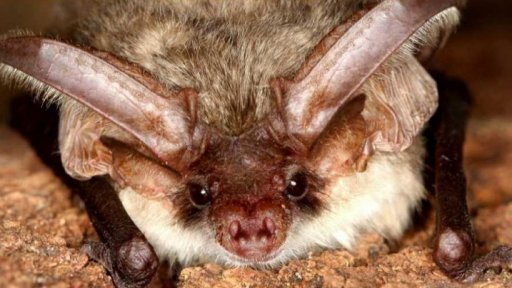 Mezinárodní noc pro netopýry