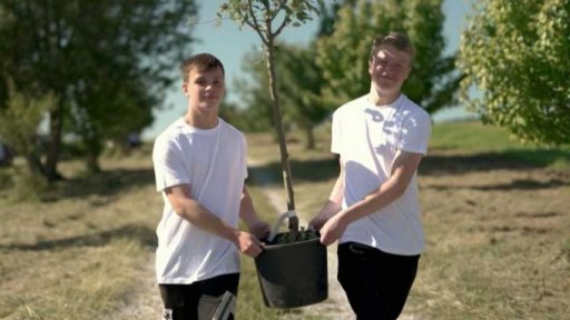 Brdské stromsázení