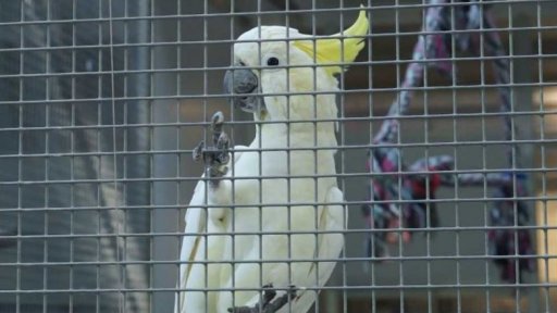 Zámek a zámecké voliéry Bechyně