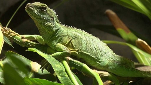 Zoo Děčín - expozice Rajské ostrovy v Děčíně
