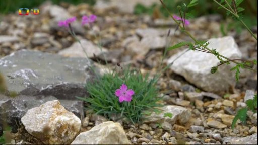 Příroda: Ohrožené druhy rostlin