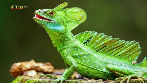 Zaostřeno na: Bazilišek