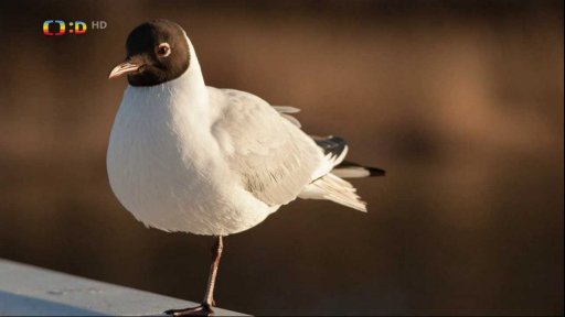 Zaostřeno na: Vysmátý racek
