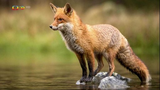 Zaostřeno na: Je liška mazaná?