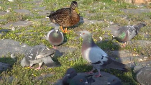 Planeťácká reportáž: Holubi v nouzi