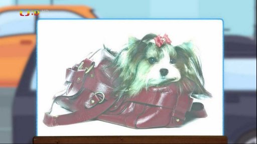 Zaostřeno na: Psi do kabelky