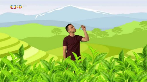 Na čajovníkových plantážích