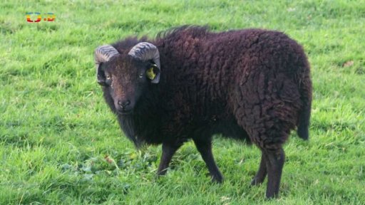 Pásli ovce Valaši aneb co nevíte o ovcích