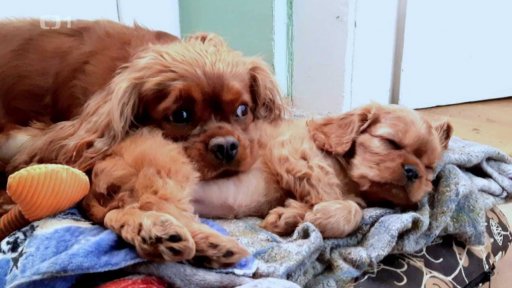 Jak založit chovatelskou stanici