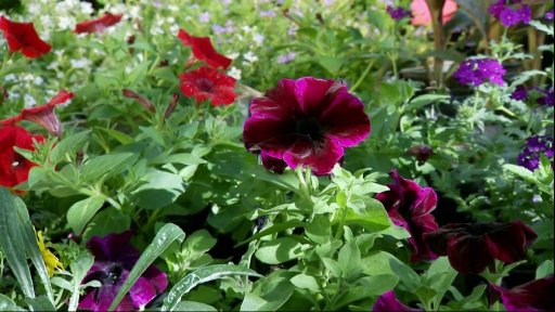 Poznáváme a pěstujeme letničky – od výsevu po výsadbu