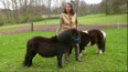 Shetland pony