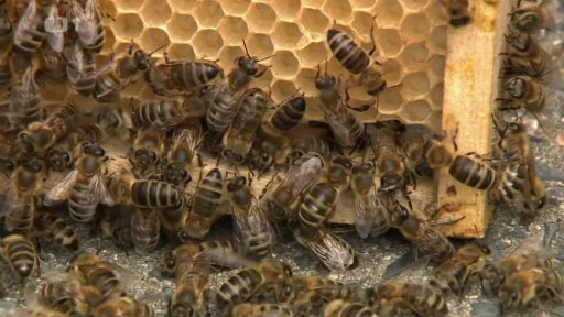 Včelaření na střeše