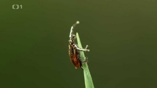 Komáři, klíšťata a repelenty