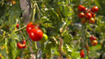 Prodloužení sklizně rajčat